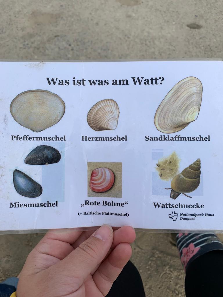 Was ist was im Watt